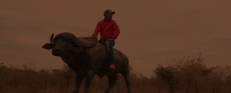 African buffalo (Syncerus caffer) standing in the wild