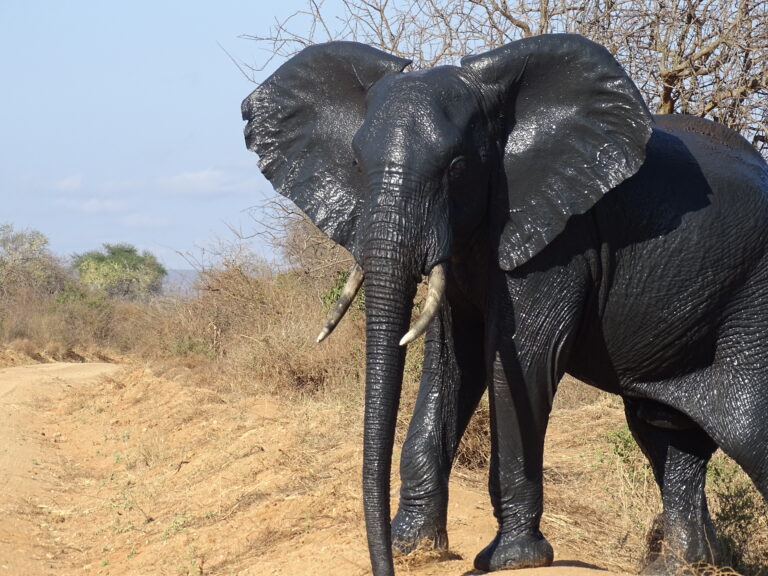 elephant