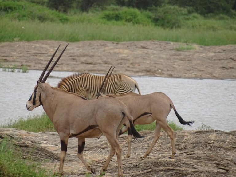 entelopezebra