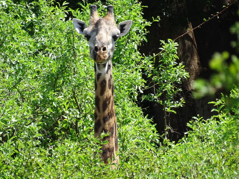 giraffe