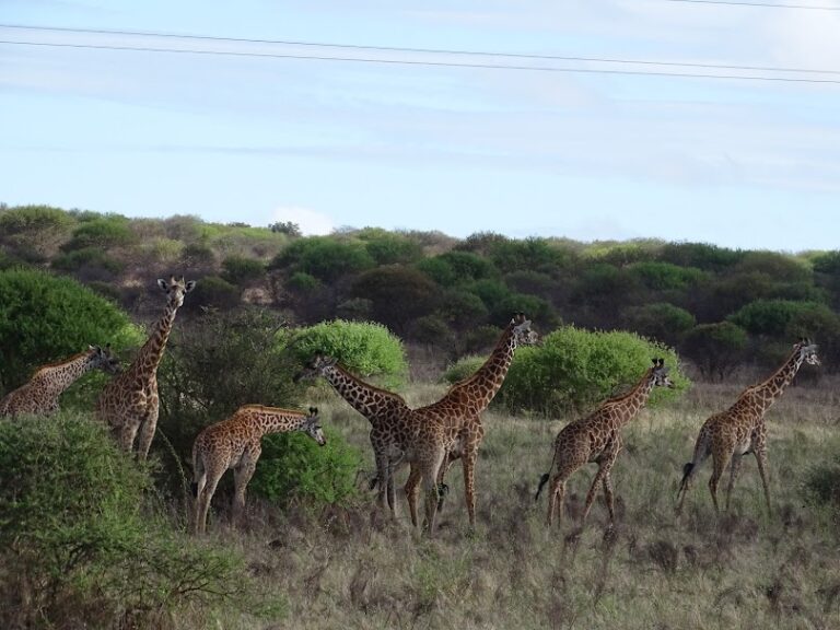 Herd of Masai giraffes (Giraffa tippelskirchi) roaming Tsavo West National Park.