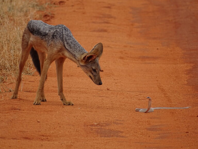 Silver-backed jackal (Canis mesomelas) encounters a black mamba (Dendroaspis polylepis) in Tsavo East National Park, Kenya