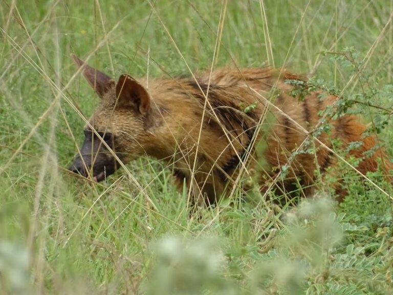 solohyena