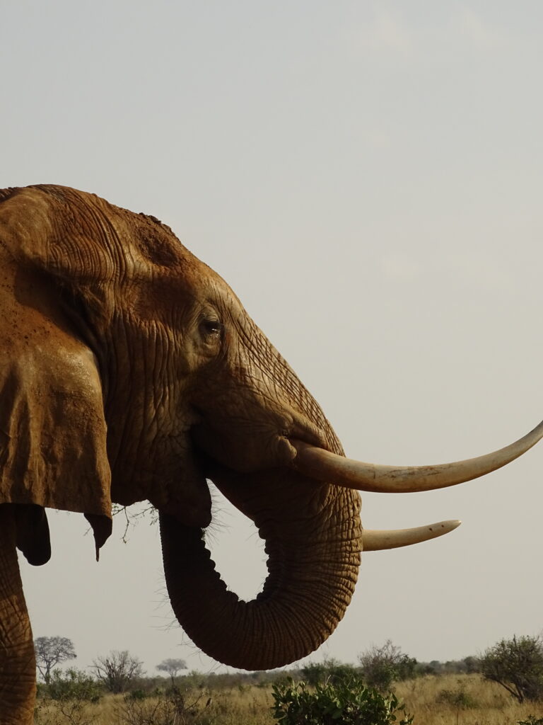 tusk