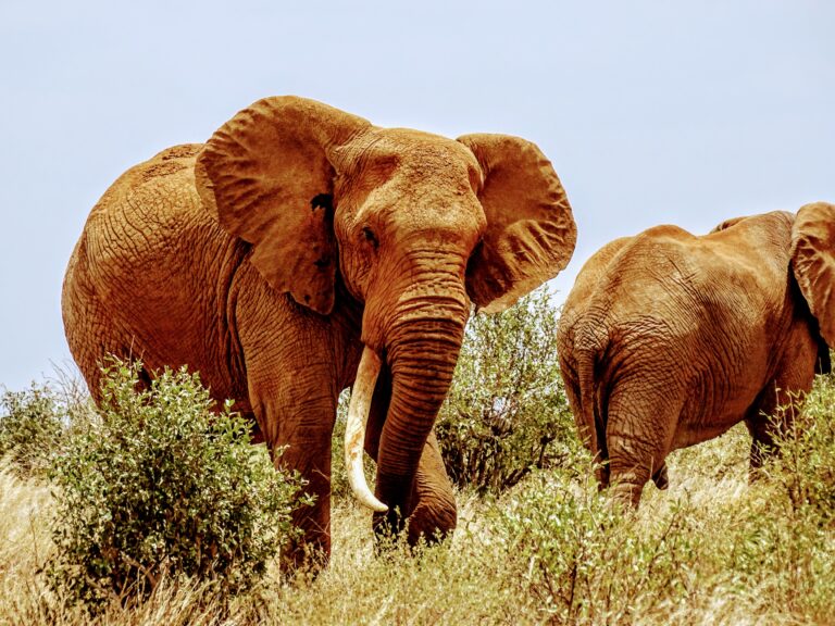 two elephants