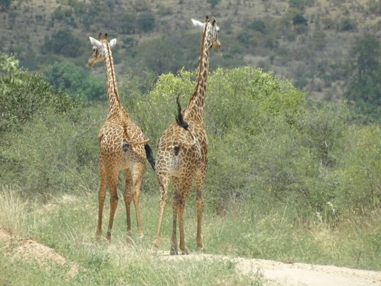 twogiraffes