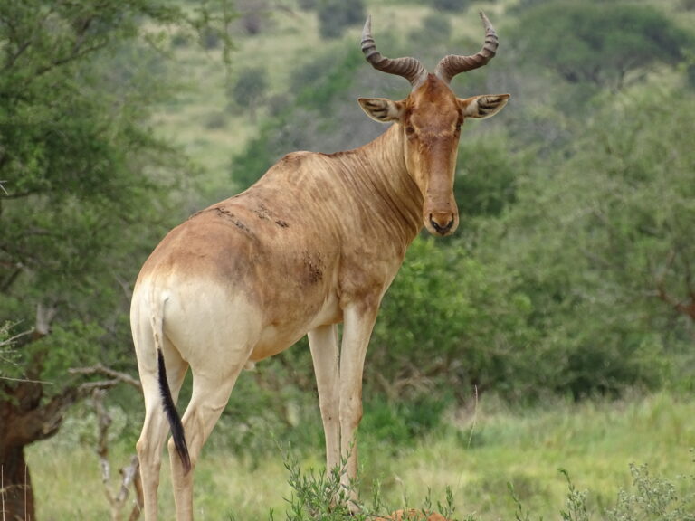 Hartebeest (Alcelaphus buselaphus) in its natural habitat