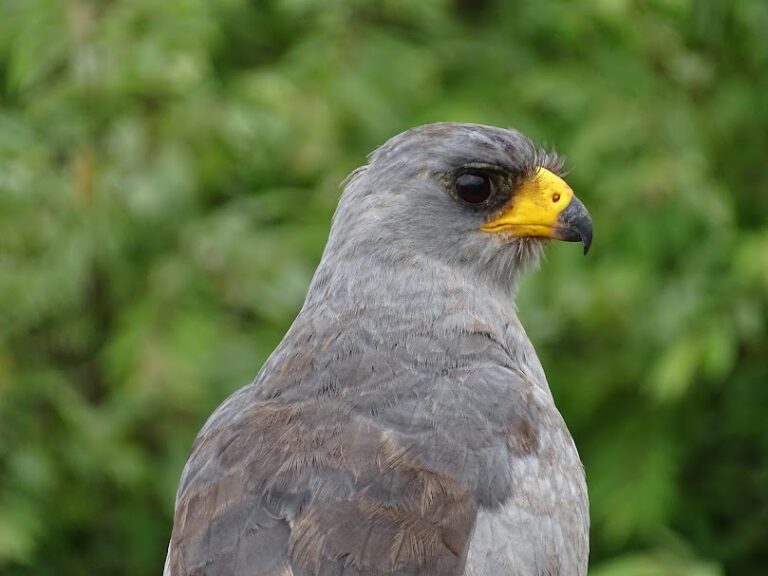Eastern Chanting Goshawk (Melierax poliopterus) perched in Tsavo.
